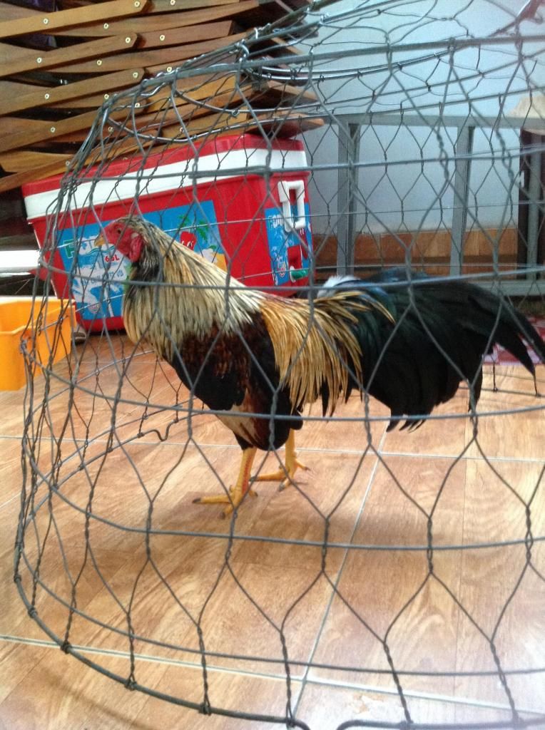 Hai anh em dieu bong.