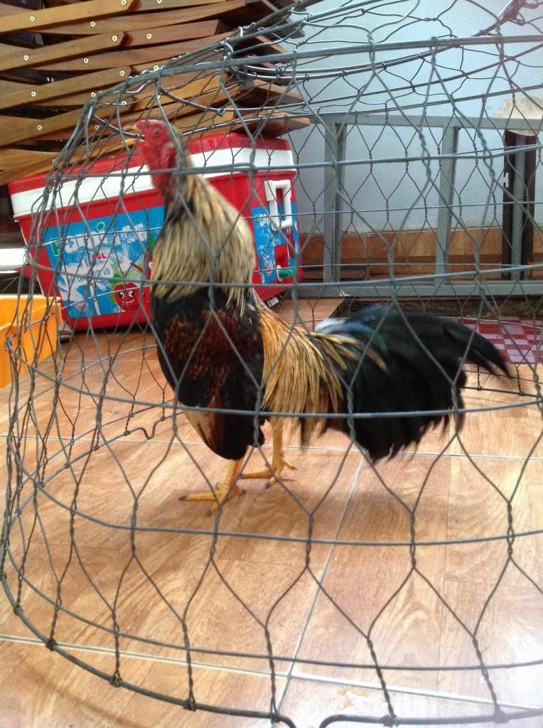 Hai anh em dieu bong. - 1