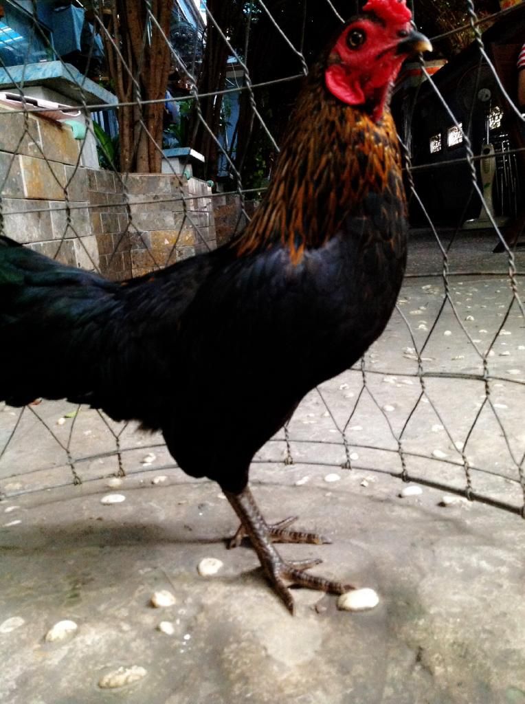 Ga tre peru vs Asil my