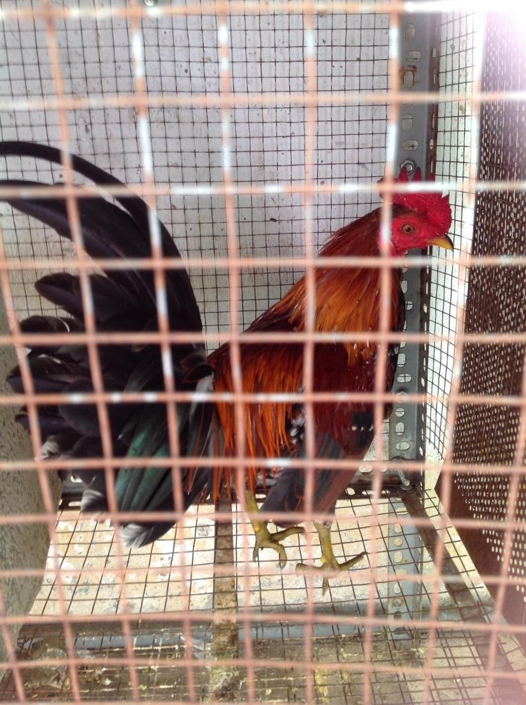 Hai anh em dieu bong. - 7