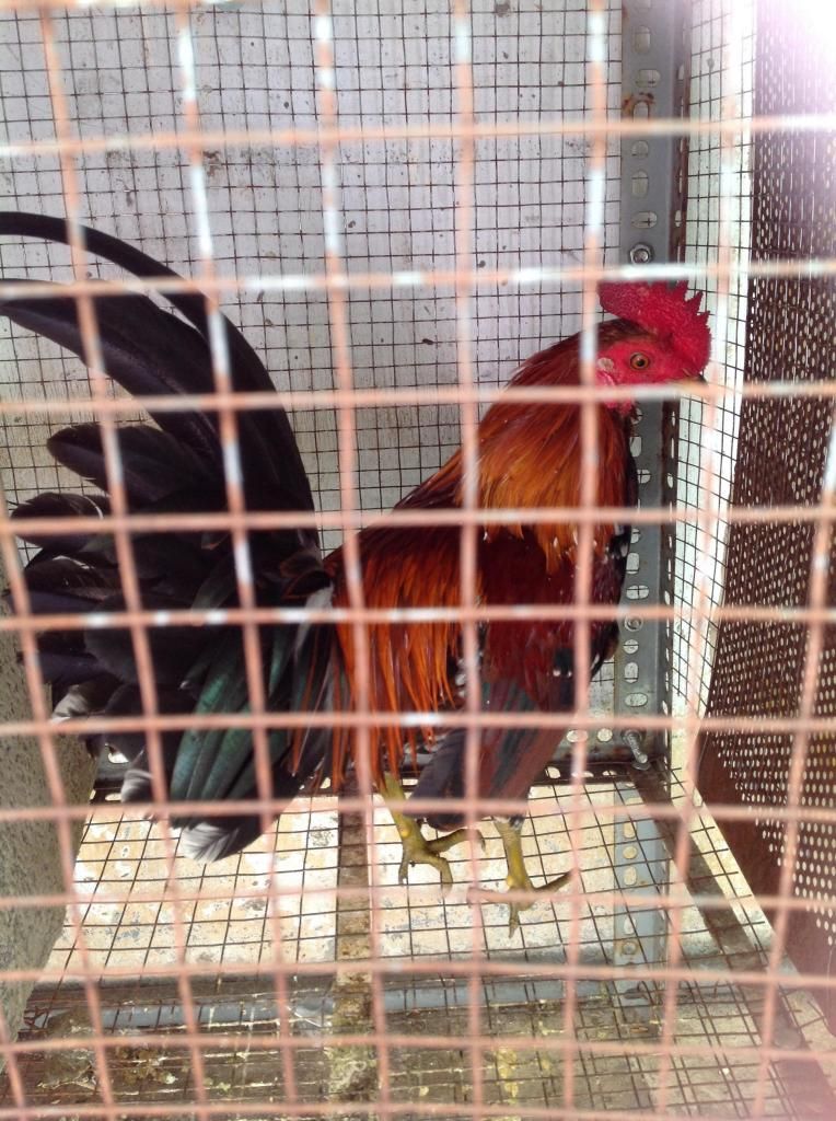 Hai anh em dieu bong. - 6