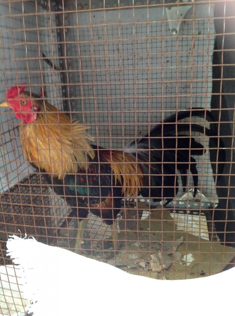 Hai anh em dieu bong. - 3