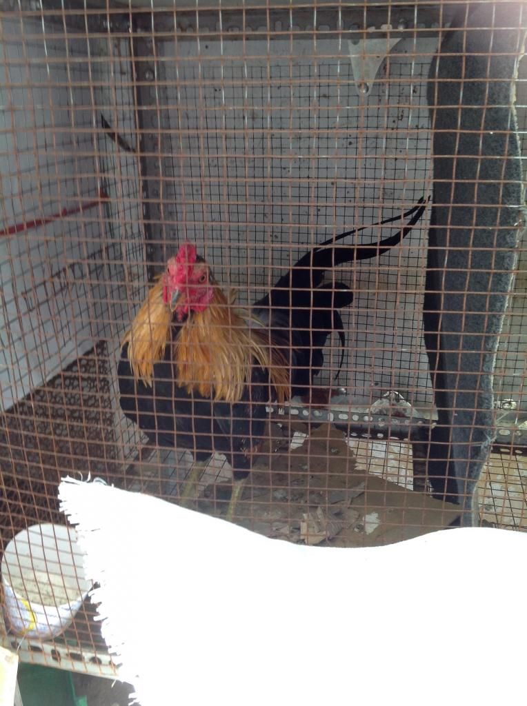 Hai anh em dieu bong. - 4