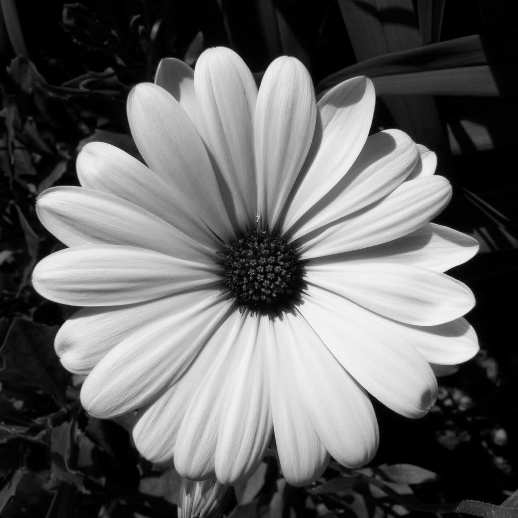 flower photo: flower flower.jpg