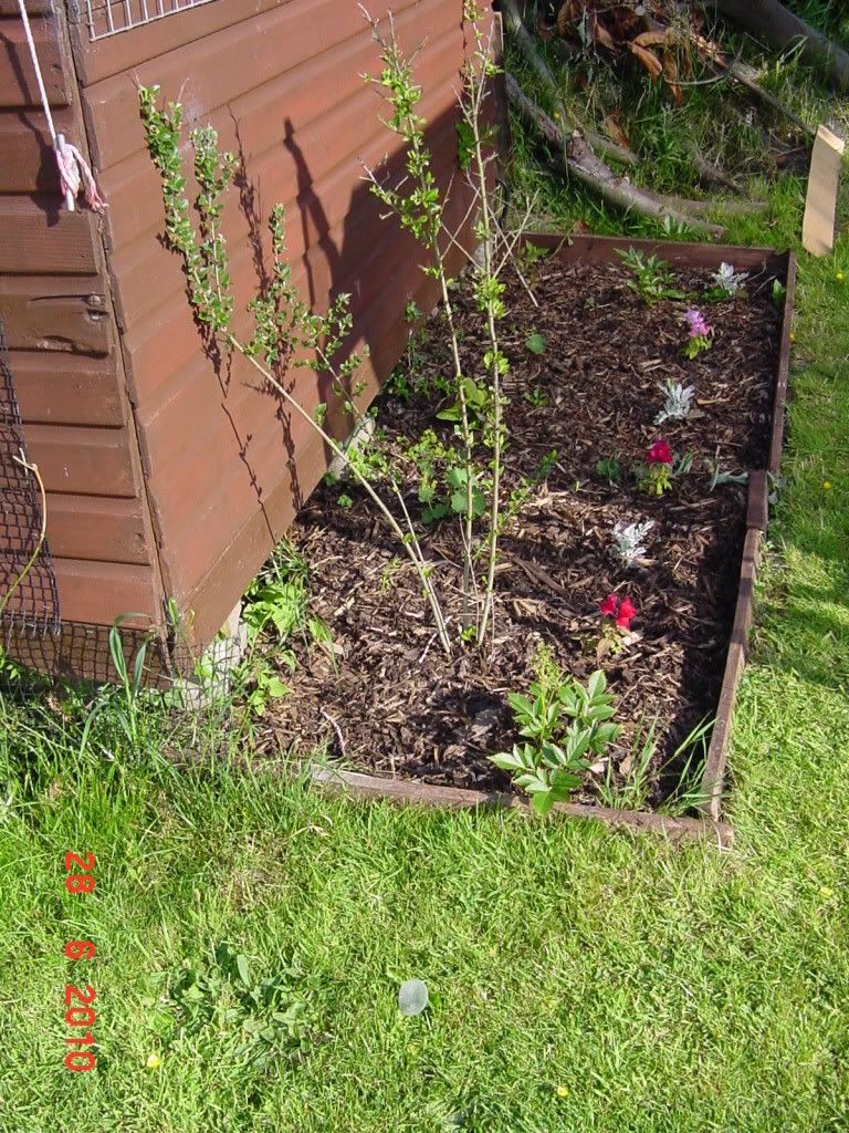 gardenjune2010019.jpg