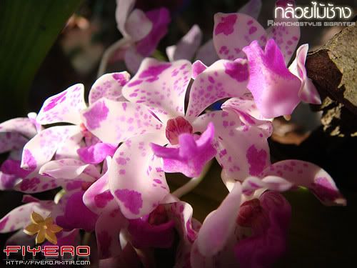 กล้วยไม้, ช้าง, กล้วยไม้ช้าง, สกุลช้าง, ช้างบ้าน, ช้างป่า, Rhynchostylis gigantea กล้วยไม้, ช้าง, กล้วยไม้ช้าง, สกุลช้าง, ช้างบ้าน, ช้างป่า, Rhynchostylis gigantea