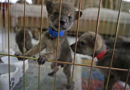 Coyote pups rescued from historic Belleair hotel