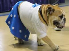 Dog In Poodle Skirt Wins 'Most Beautiful Bulldog'
