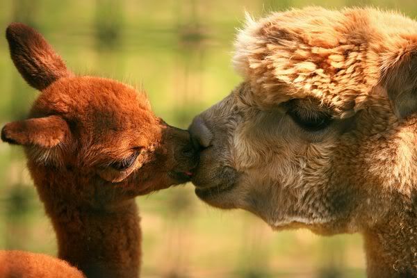 A baby alpaca displays some affection with her mother.