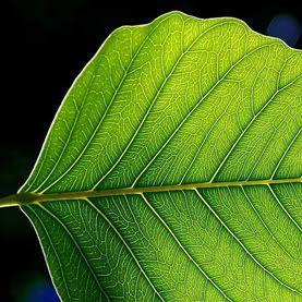 artificial leaf