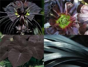 Terrestrial examples of a dark plants and flowers.)