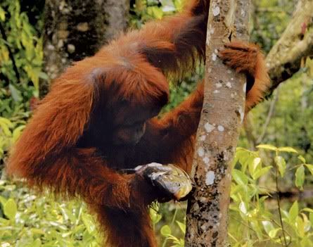 An orangutan in Borneo looks at a catfish it plucked from a pond. A researcher who observed the apes catching and eating fish says that the earliest members of the human evolutionary family may have done the same. Indrayana