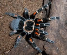 tarantula