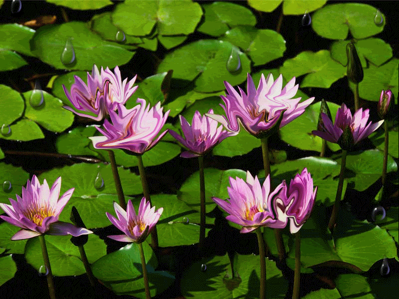 waterlillies Pictures, Images and Photos