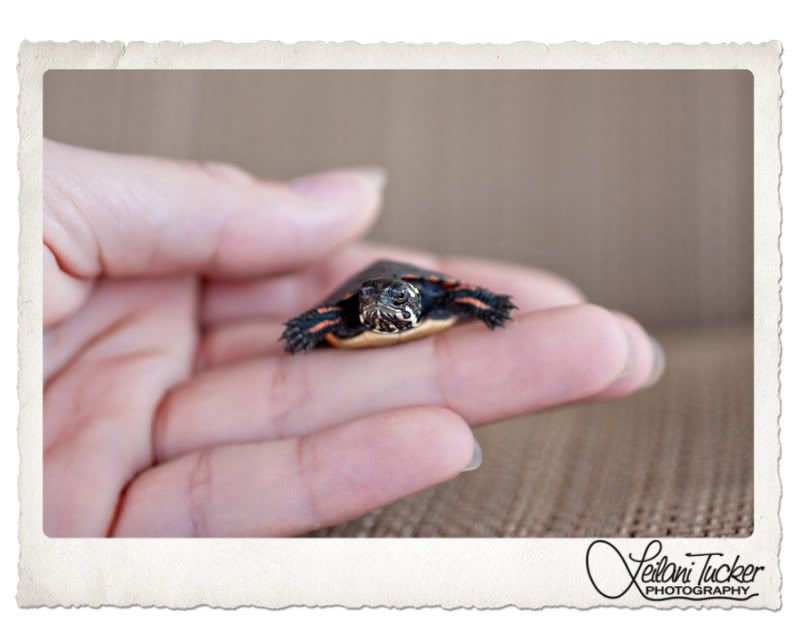 Mr. Turtle