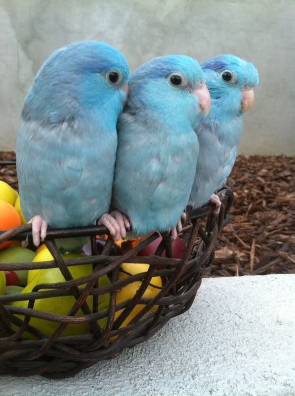 pacific blue photo: Blue Pacific Parrotlets 703152e3.jpg