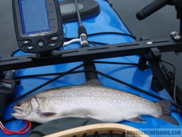 "Sea Trout" vs resident trout - Trout Fishing - New Brunswick Fishing