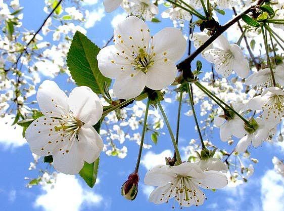 blossoms photo: apple blossoms appleblossoms.jpg