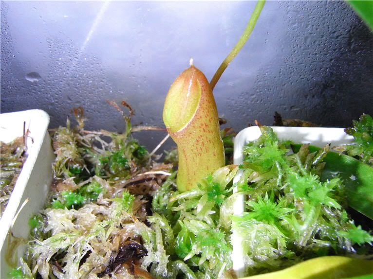 N.ventricosa