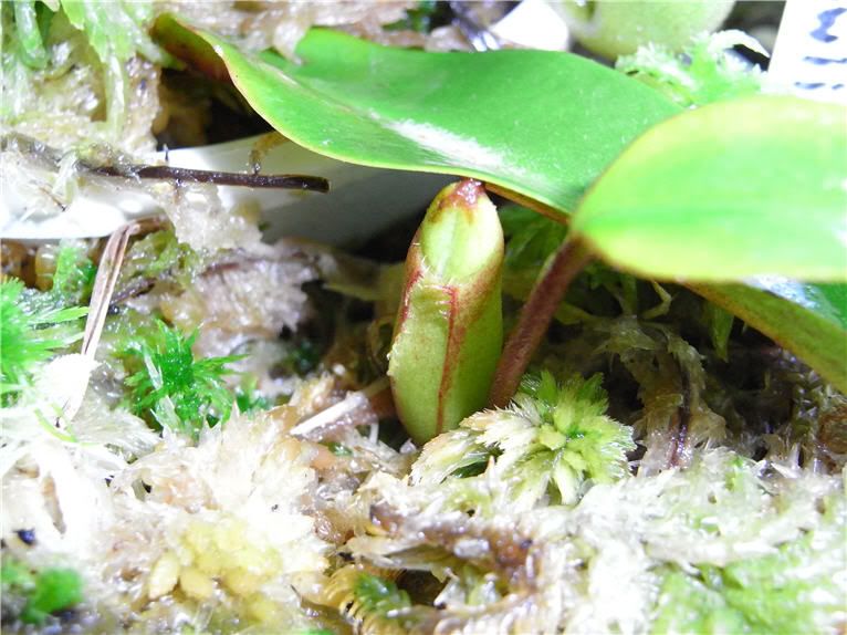N.muluensis x lowii