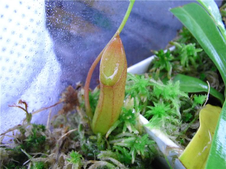 N.ventricosa