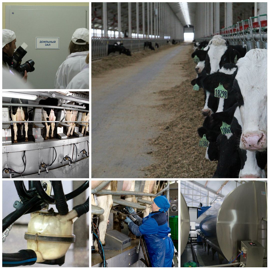 photo collage_zpso6itgp5d.jpg