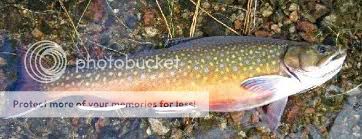 Sea Trout Run | New Brunswick Fishing Forum